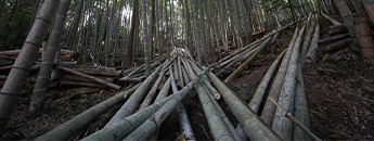 top_banner_竹林保全活動