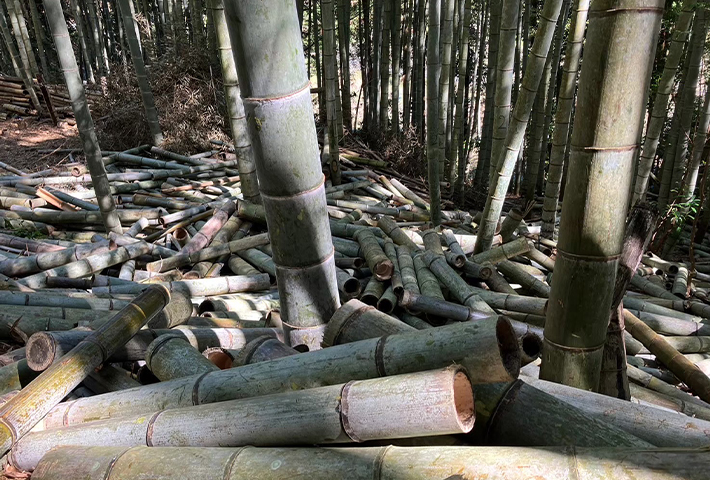 竹林整備