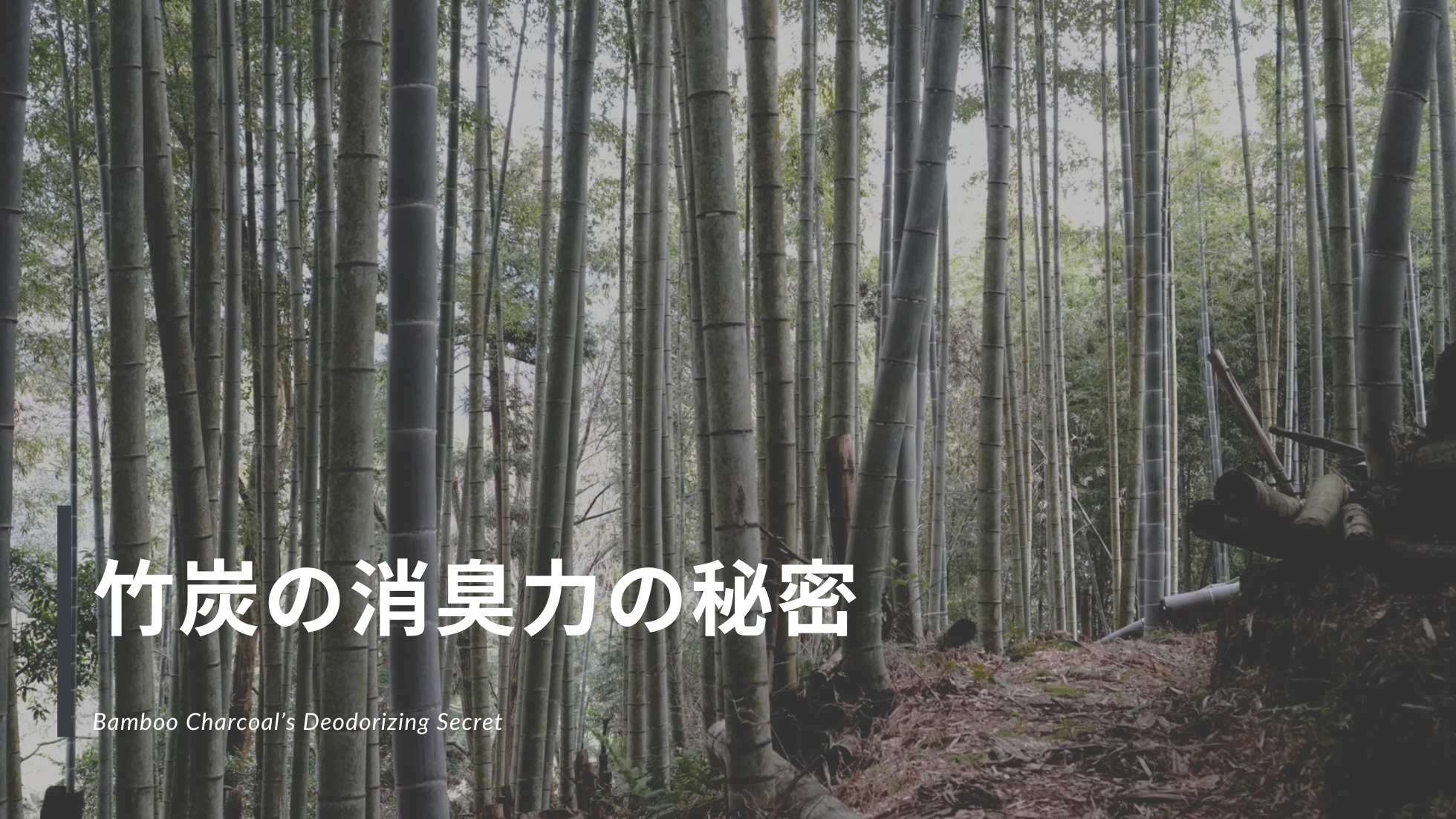 竹炭の消臭力の秘密
